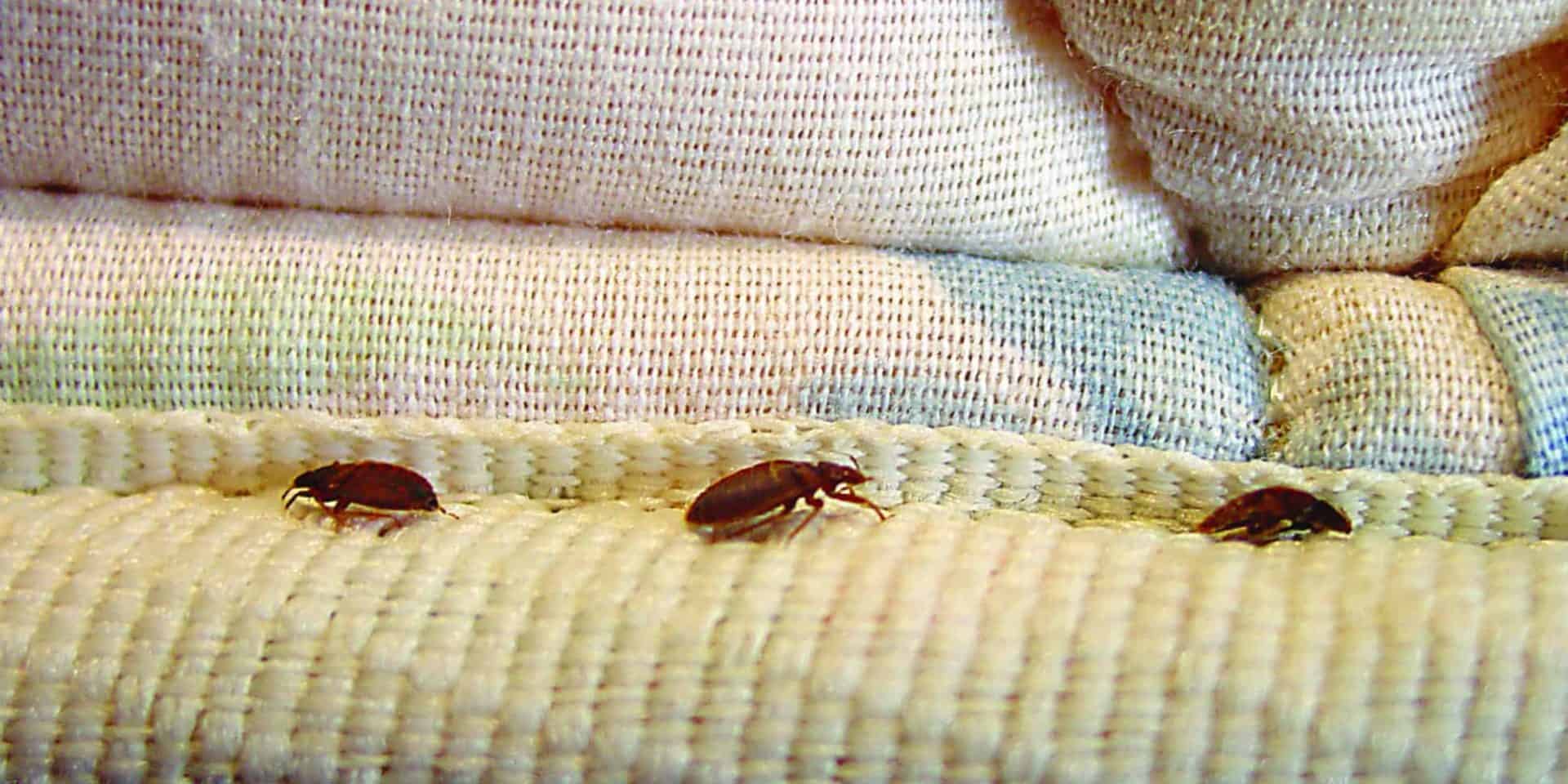 Hotel em Orlando cuidado com os bedbugs