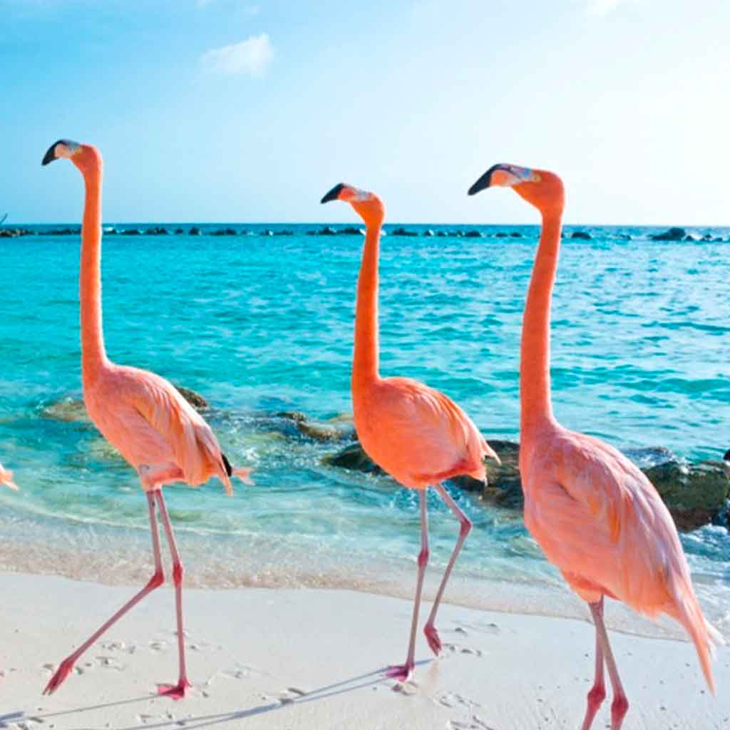 Aruba