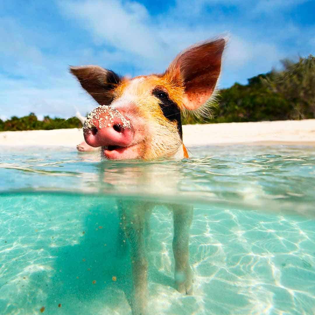 Bahamas