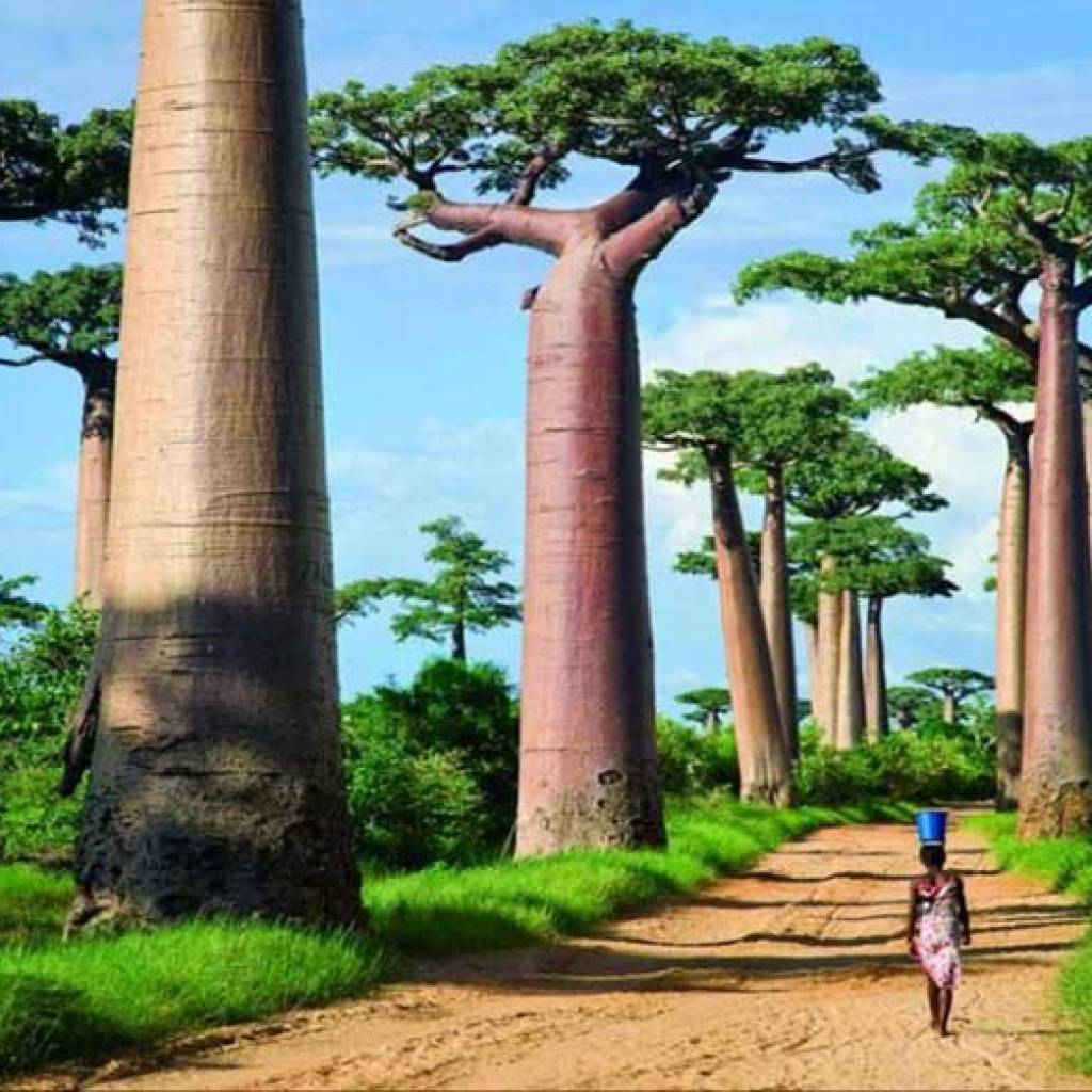 Morondava