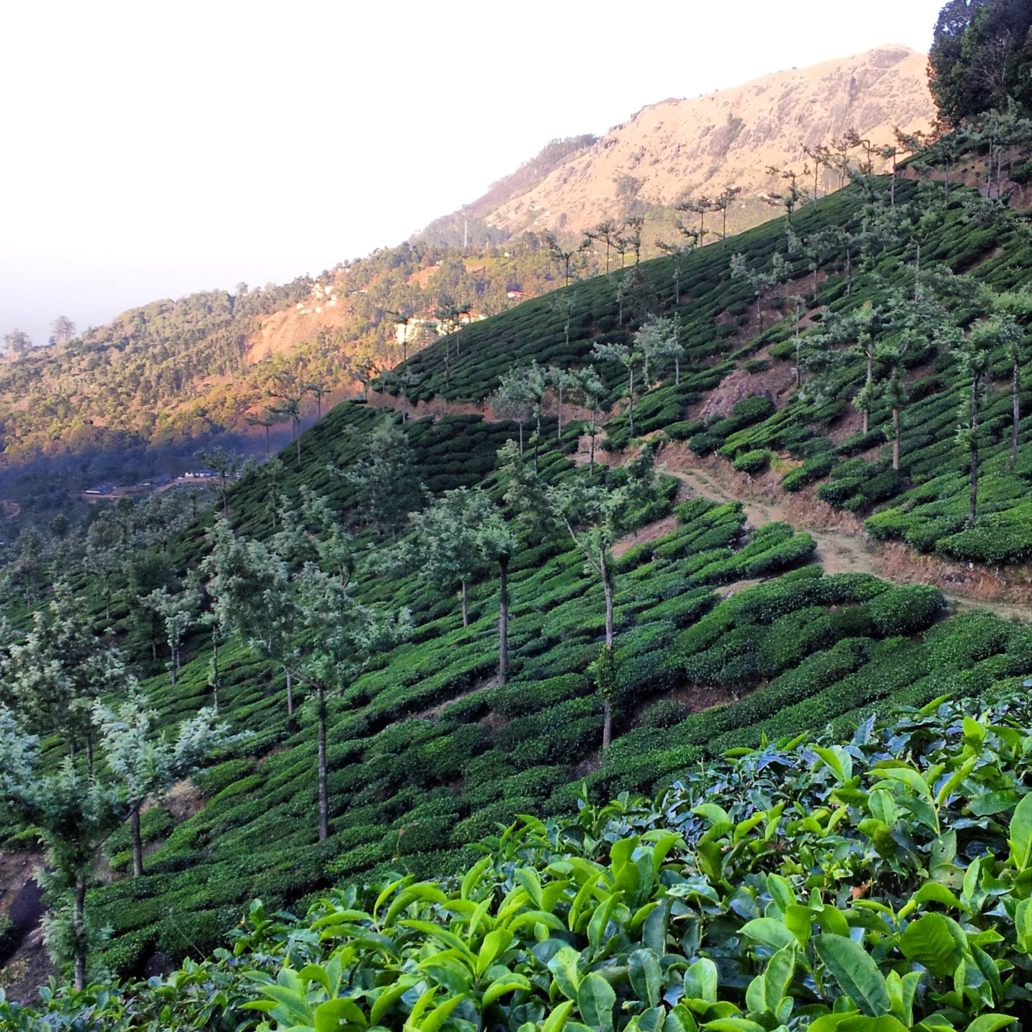 Munnar
