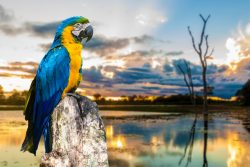 Pantanal + Transfer Incluso – 2° Semestre 2022